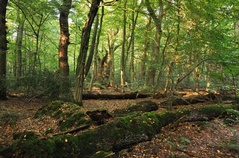 Naar het bos!