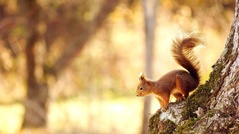 Opgepeuzelde noten door buitengewone bosdieren!